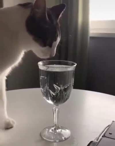 cat trying to drink wine like hooman