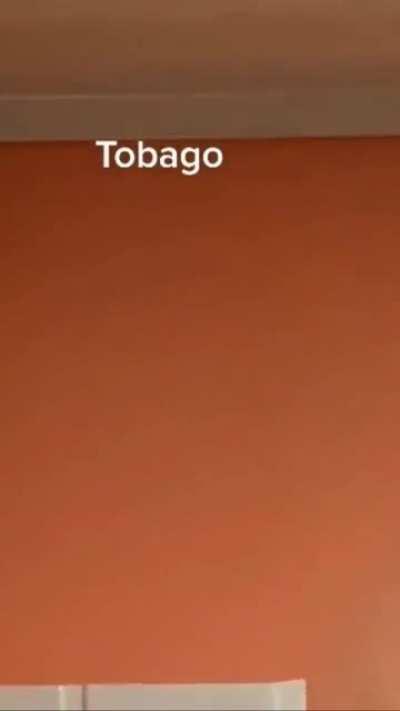 Homeowner finds Goliath bird eater in the kitchen