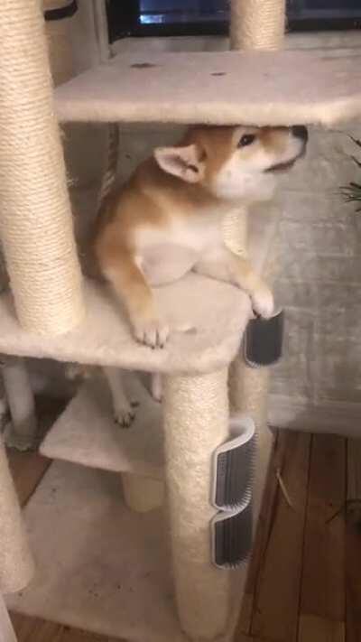 This was the first time she chased a cat too far...still does it every day though.