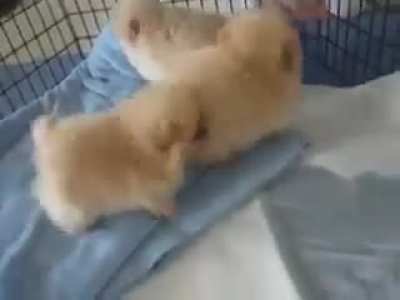 The source of snd_pombark