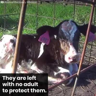 If animals could talk, humanity would cry till eternity