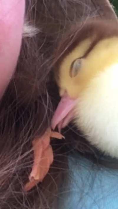 Sleepy duckling lick!