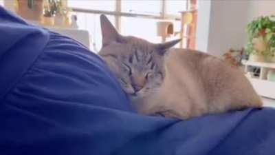 Cat finds out her mother is pregnant!!