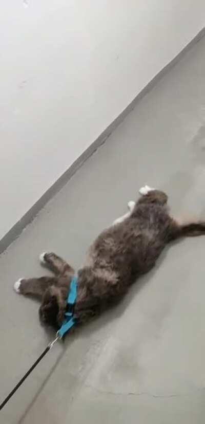 My girlfriends 24lb maine coon is not pleased