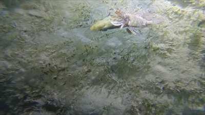 🔥 Stargazer snake eel (Brachysomophis cirrocheilos) swallows a whole lionfish.