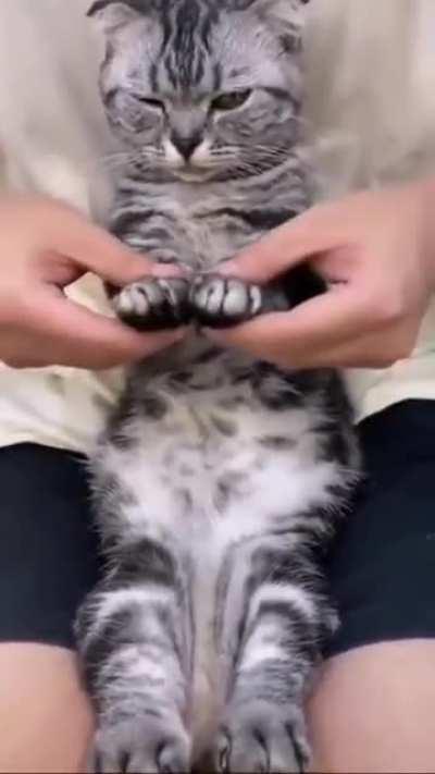 Танцевальный кот