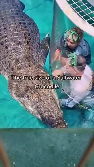 Saltwater crocodile has a head nearly as big as the guy behind the glass