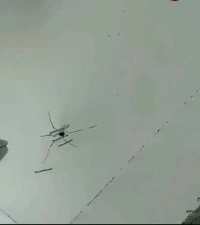 Blursed_spider