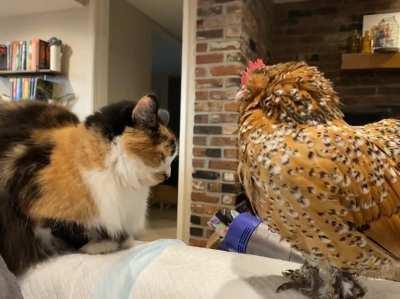 Amelia loves to hang out with her chicken friends
