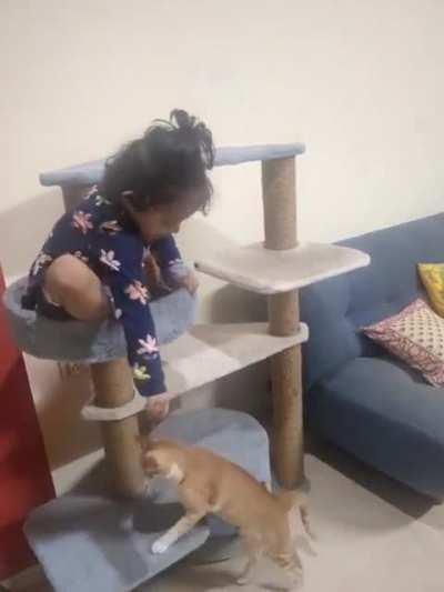 Here kitty kitty kitty