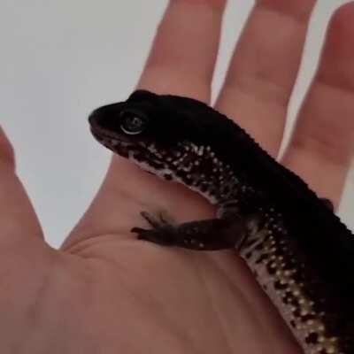 Just admiring Grimey 💕