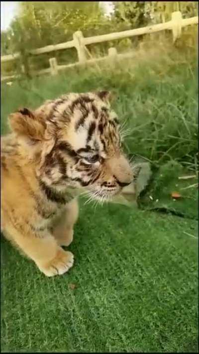 Cute Baby Tiger 😊