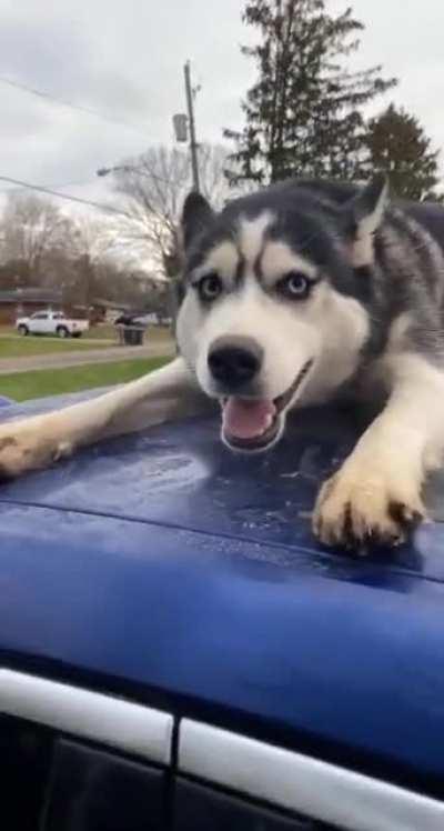 This car roof belongs to me now