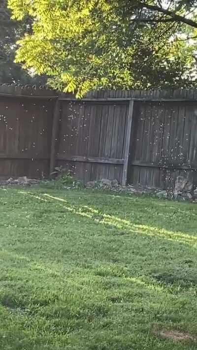 So turns out humans can control gnats with sound...