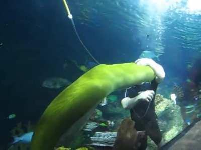 Huge Moray Eel enjoying some hugs and cuddles from a diver