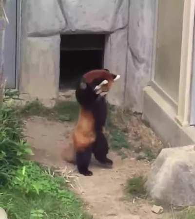 Greeblies have him at gunpoint! (Sorry I know he's not a cat)