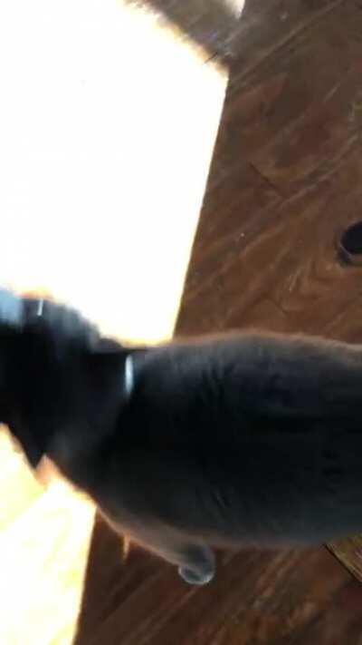 Pickle is done with this nonsense - “0 STARS: SLOW SERVICE, NO MICE ON MENU”