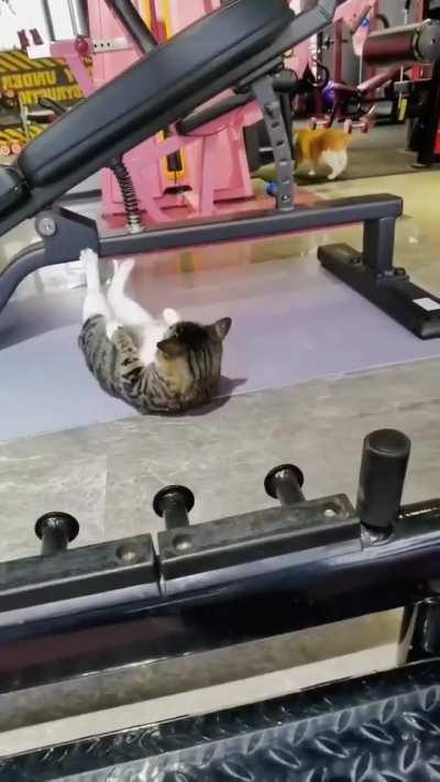 Even this cat trains harder than me.