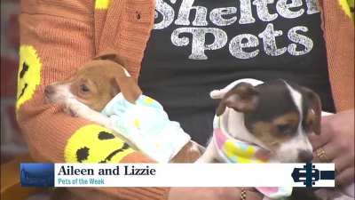 Today In Nashville. WSMV4 TV. November 11th 2025