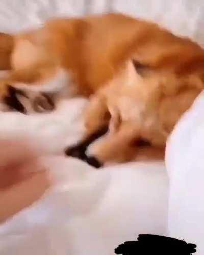 Uma raposa para alegrar seu dia