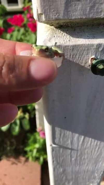 Tiny frog just want some water