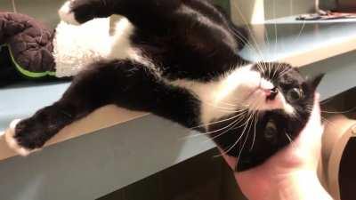 Enjoys pets so much she fell