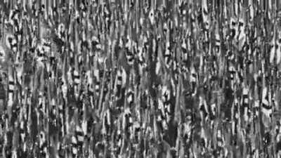 Fuck this world and return to fascism