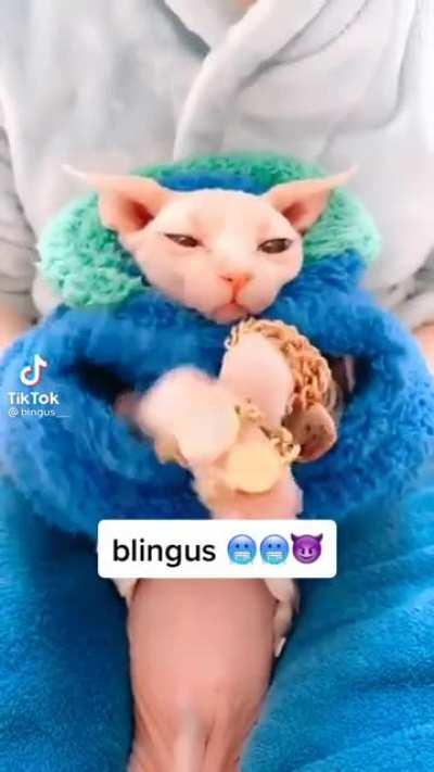 Bingus drip 🥶🥶🥶