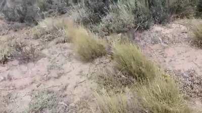 Santacruceño se encontró con una familia de gatos salvajes