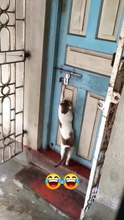 Cat Copying Human. Knocking the door!