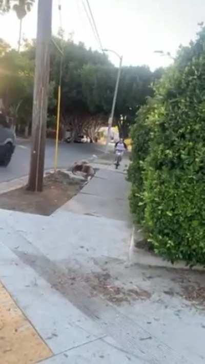 HMB while I do stunts on scooter.