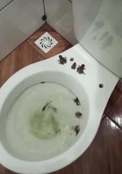 Thanks I hate The Frog Flush