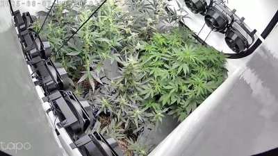 Pigletta's Purple Potion (bottom), Cheezy Bizkitz (left), Oreoz Cookies (back), ChemDogging x HBBH (right) 94 days timelapse