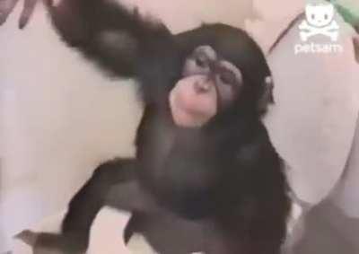 muca quando acaba a live