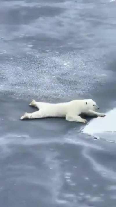 The awareness polar bears have when crossing thin ice
