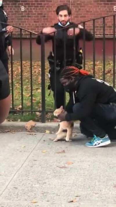 It is obvious that cats enjoy being in fire