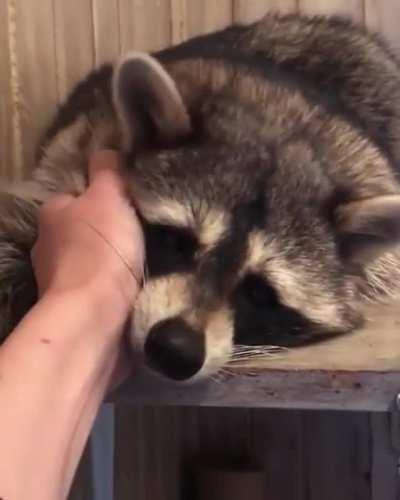 Big sweet raccoon enjoying some scritches
