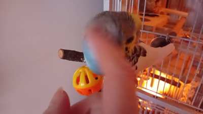 Luna making it known she's not had TLC for at least 10 minutes 😀 ❤️🧡💛💚💙💜❤️🧡💛