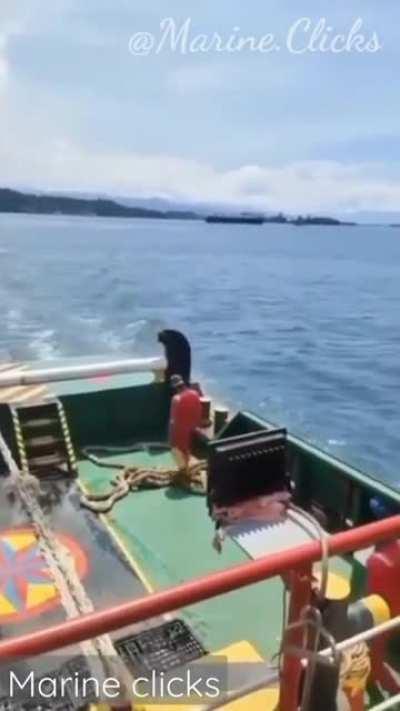 Two seamen get struck by huge tow wire