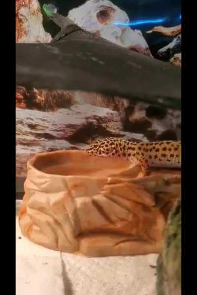 I was told y'all would appreciate this video of my leopard gecko