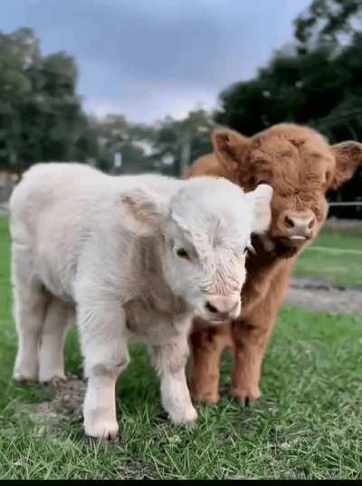 babycow