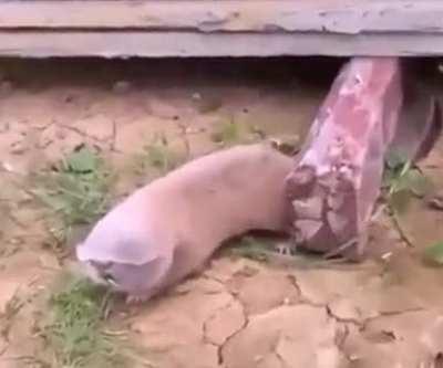 Can anyone ? What is this?