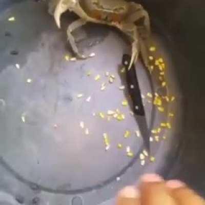 Stabby McCrabby the Sea Shanker