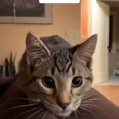 Software is being laggy, badly optimized