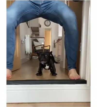 You can see the moment pup thinks 