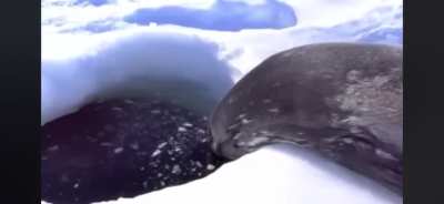 Sunkus is frightened of the Sog