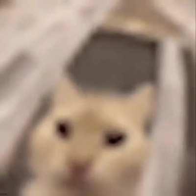 huarr huar huar huuaarrr