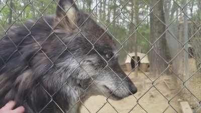 The grumpiest old man asking for scratches. Believe it or not, this is how he politely asks for attention and he is GREATLY offended if you ignore him. He was hand raised by the woman giving him loving and has been this vocal all his life.