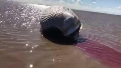 Ballena muerta encontrada es al sur de la Isla Martín García