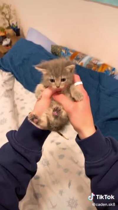 I usually don’t cross post platforms but F this kitty is SMOL! Like WHAT?